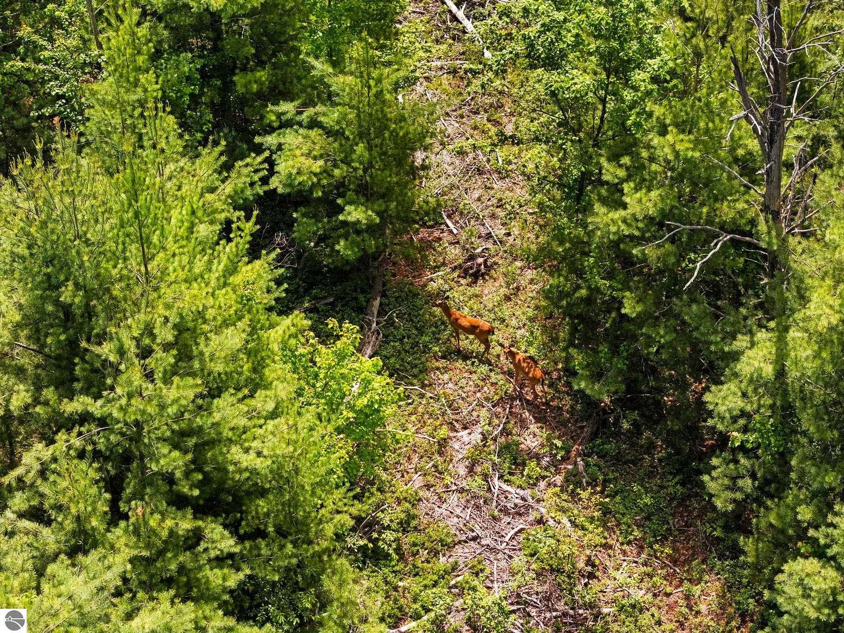 94 Acres of Recreational Land for Sale in Lake City, Michigan