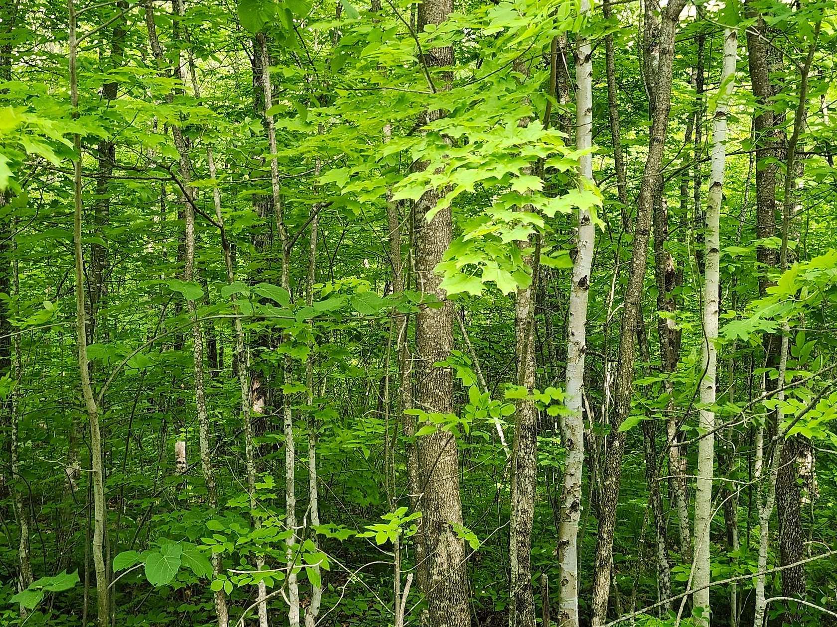 10 Acres of Residential Land for Sale in Couderay, Wisconsin