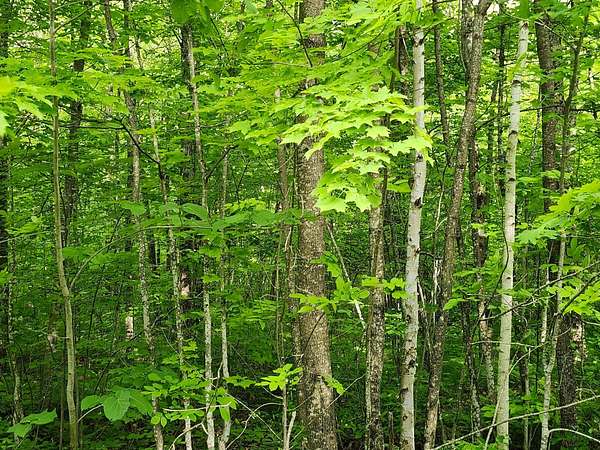 10 Acres of Residential Land for Sale in Couderay, Wisconsin