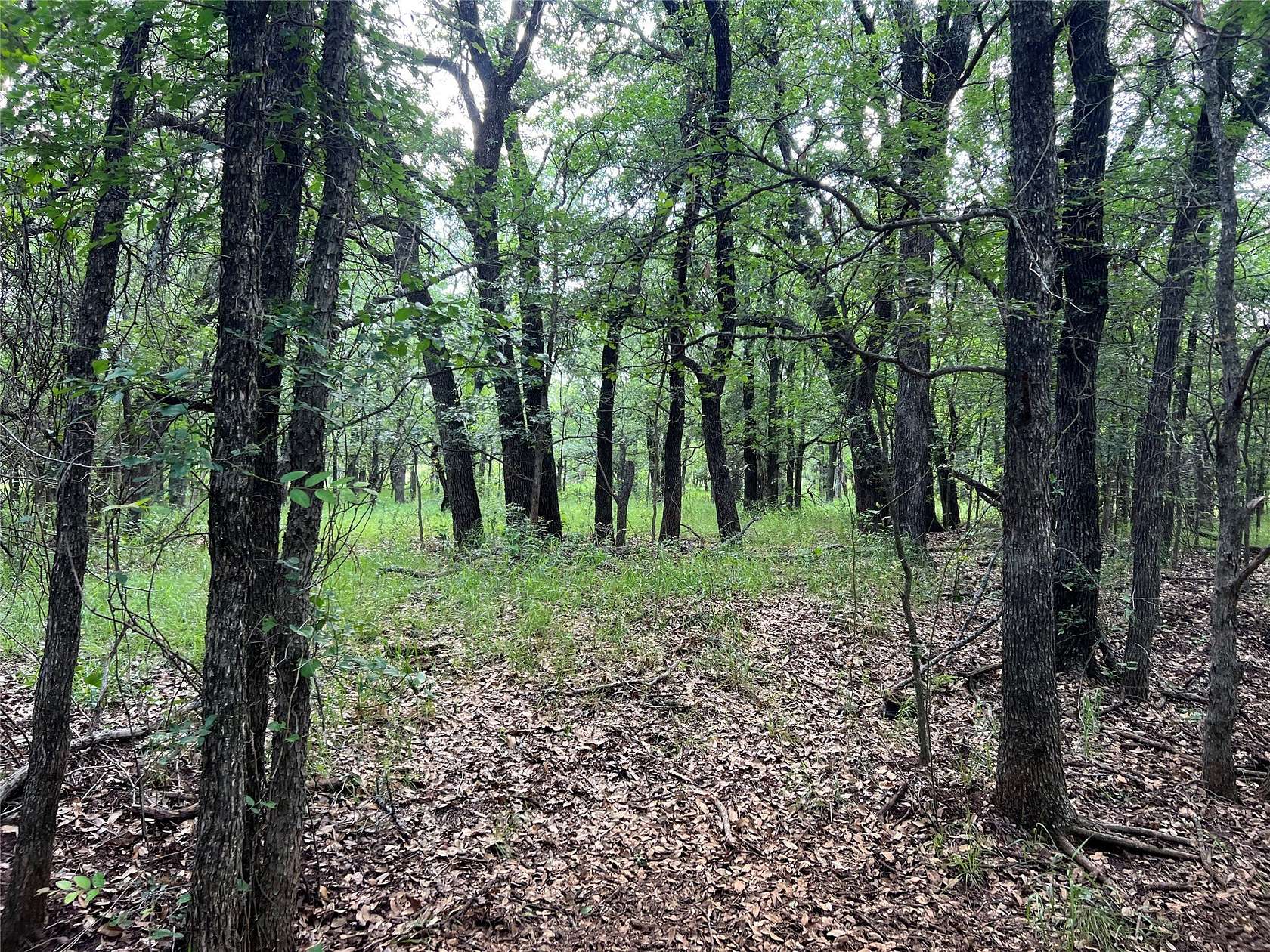 50 Acres of Recreational & Residential Land for Sale in Cisco, Texas