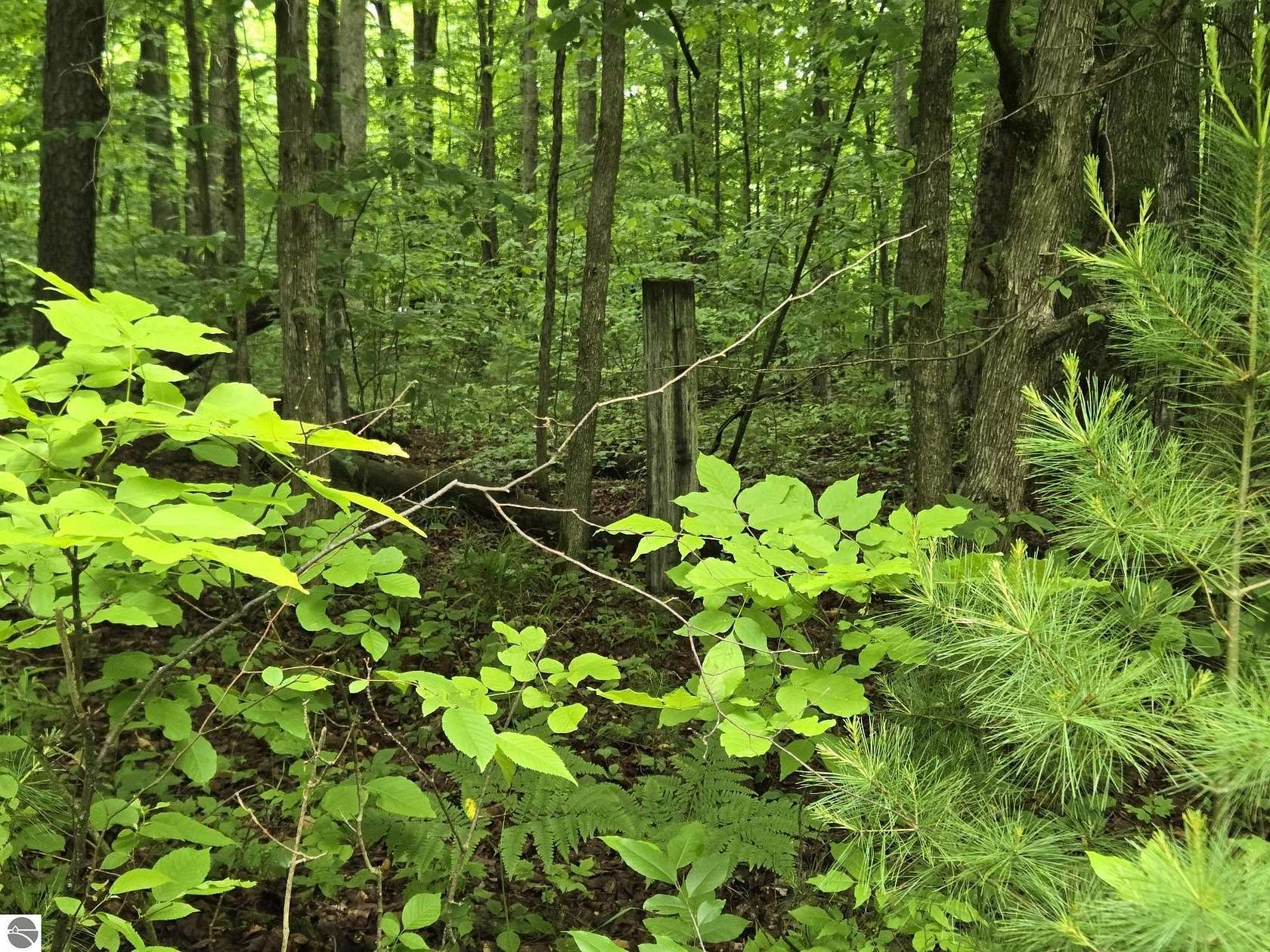5 Acres of Recreational Land for Sale in Benzonia, Michigan