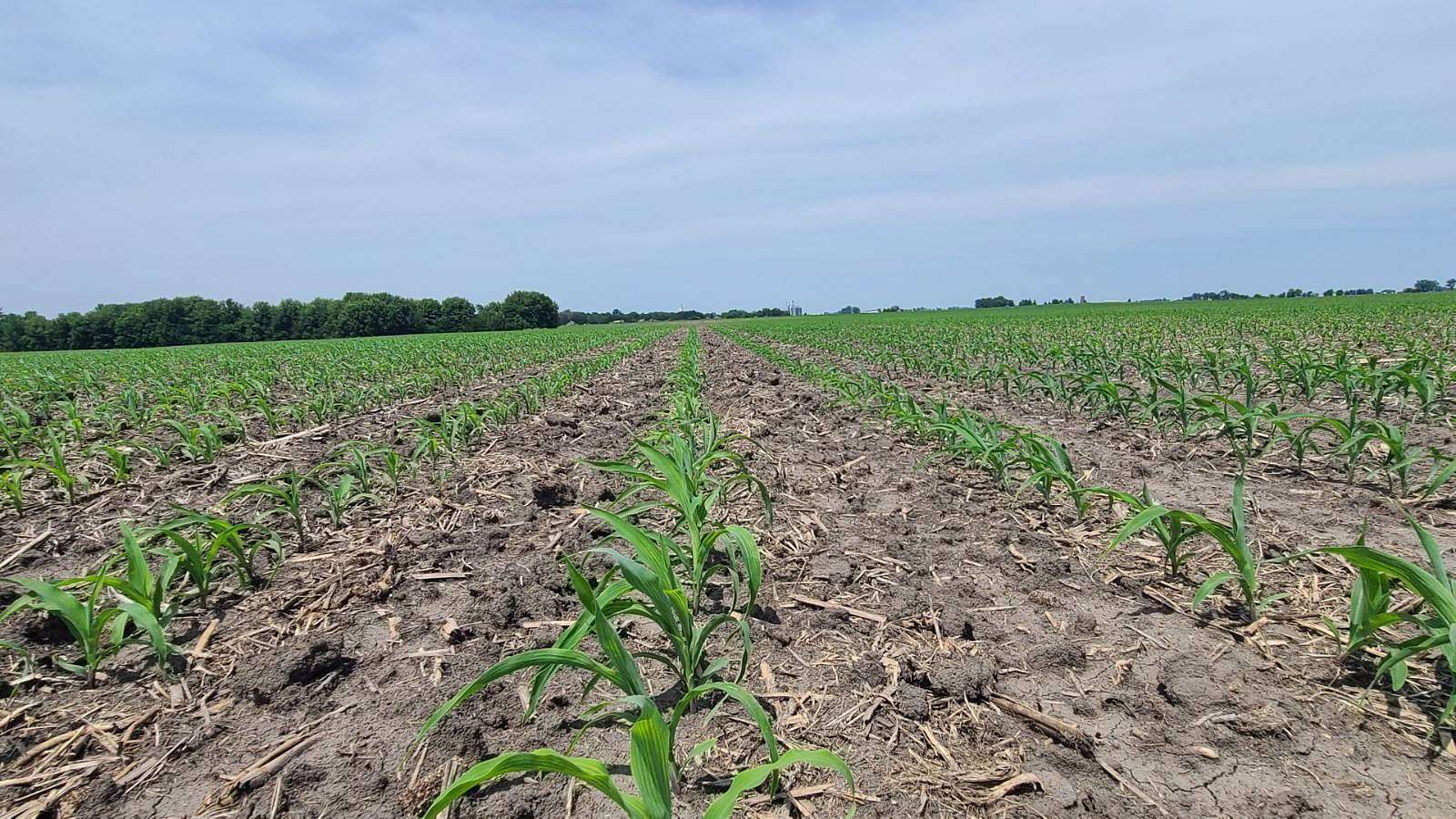 32.7 Acres of Agricultural Land for Auction in Danville, Iowa