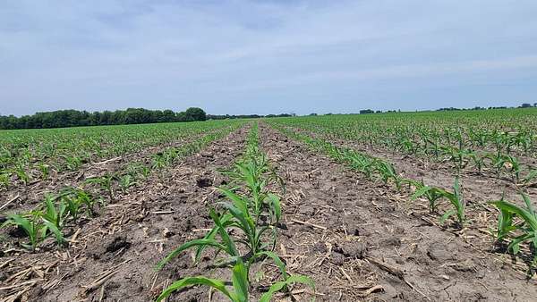 32.7 Acres of Agricultural Land for Auction in Danville, Iowa