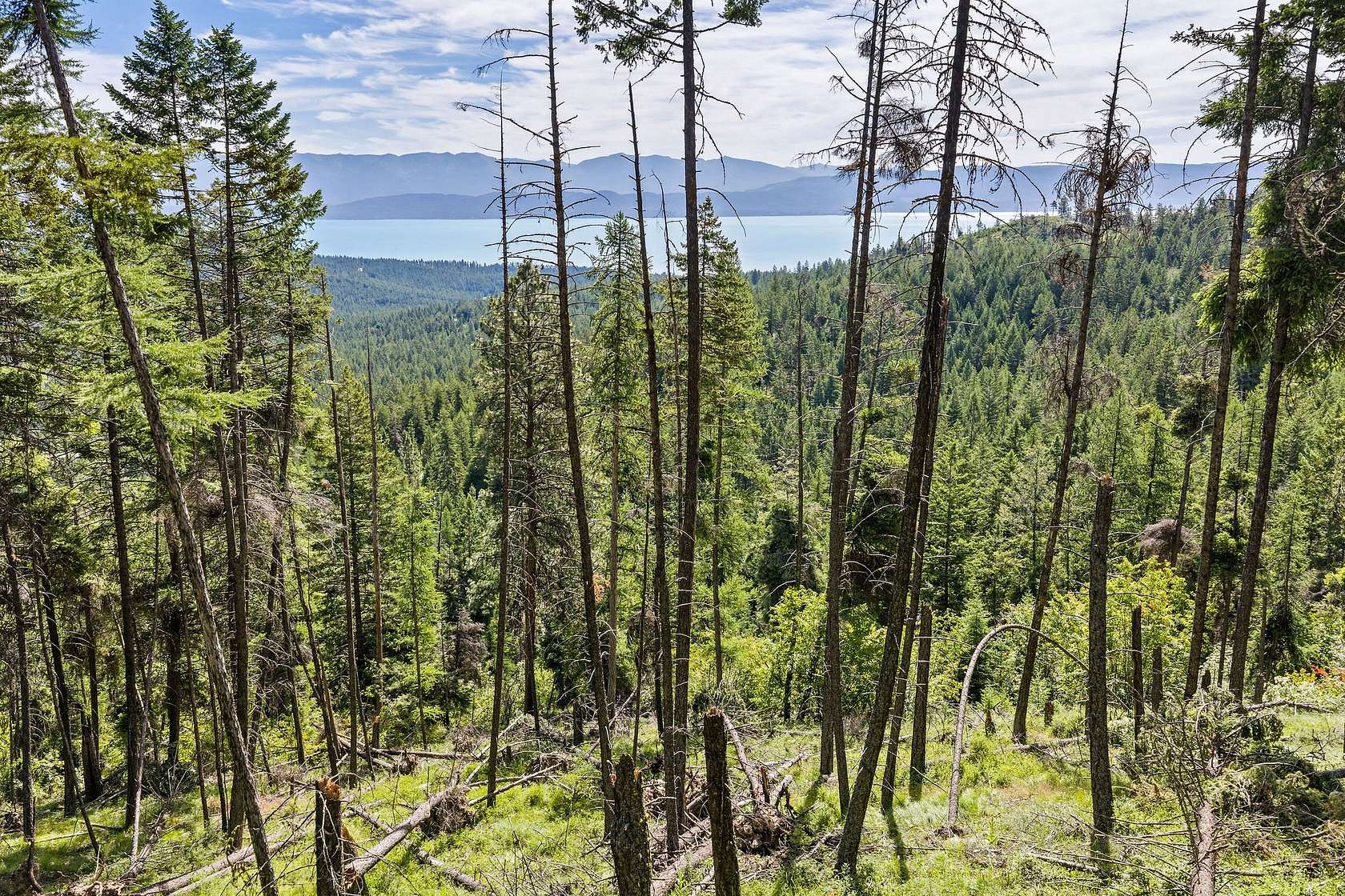11 Acres of Recreational & Residential Land for Sale in Lakeside, Montana
