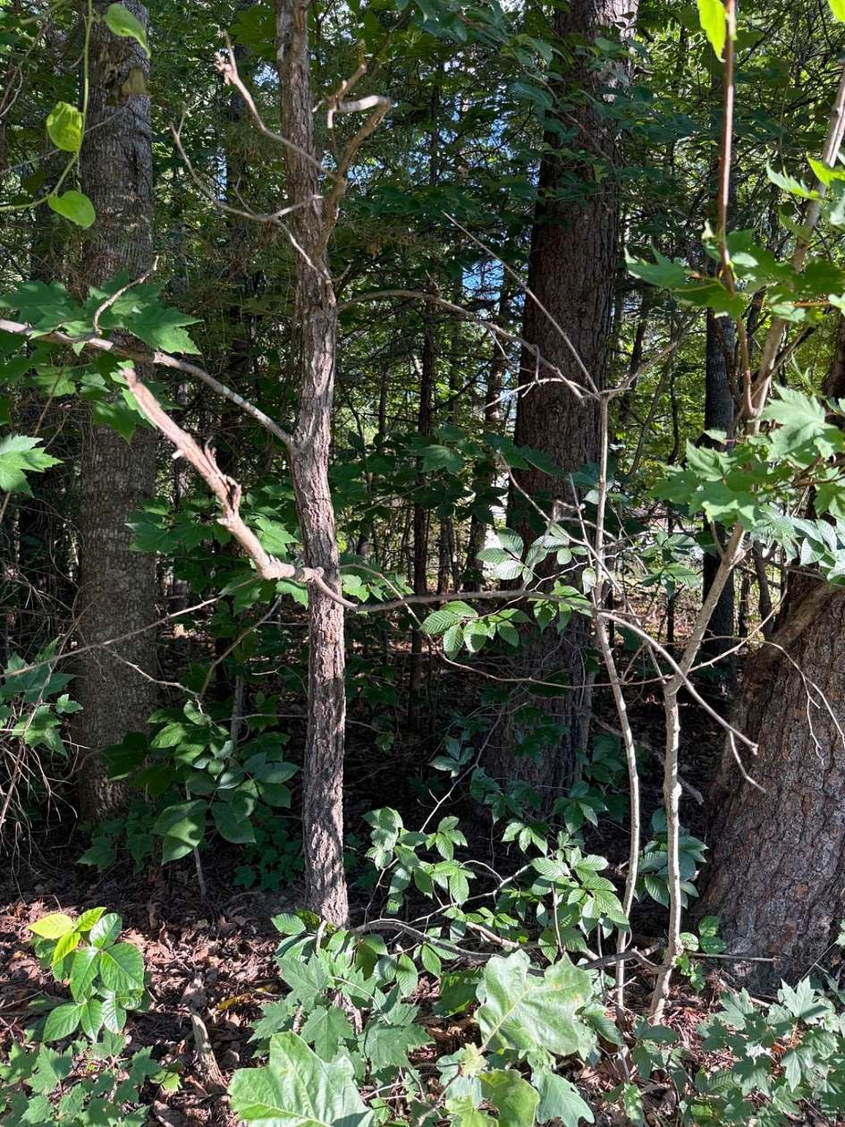 31 Acres of Land for Sale in Culpeper, Virginia