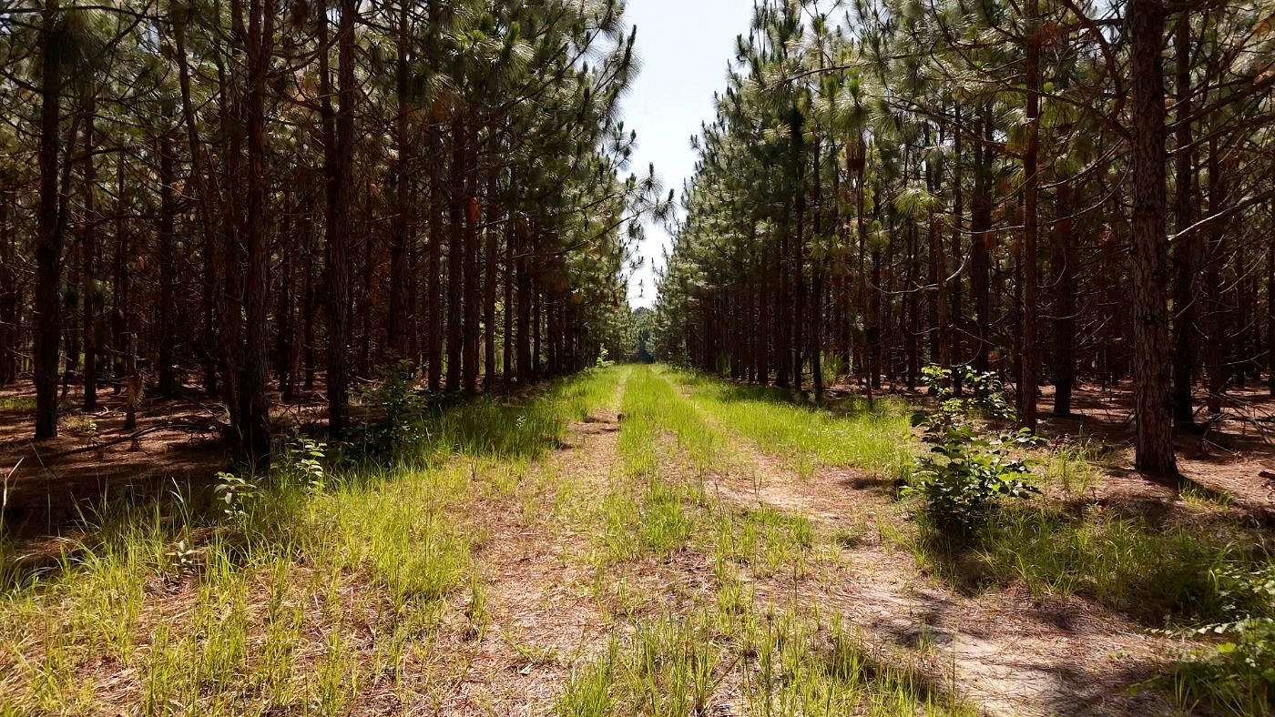 171 Acres of Land for Sale in McColl, South Carolina