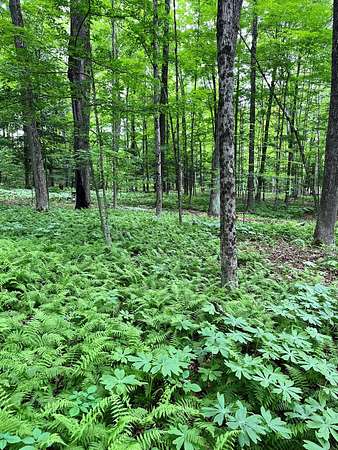 13.3 Acres of Recreational Land for Sale in Stanwood, Michigan