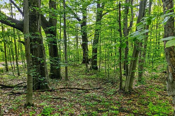 39.7 Acres of Recreational & Residential Land for Sale in Reed City, Michigan
