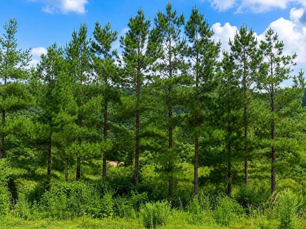 0.55 Acres of Residential Land for Sale in Pikeville, Kentucky