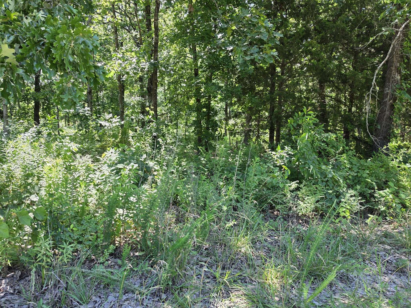 3 Acres of Residential Land for Sale in Fordland, Missouri