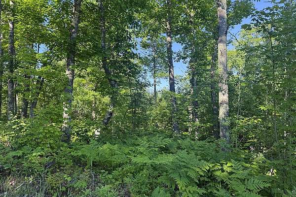 5.37 Acres of Recreational Land for Sale in Danbury, Wisconsin