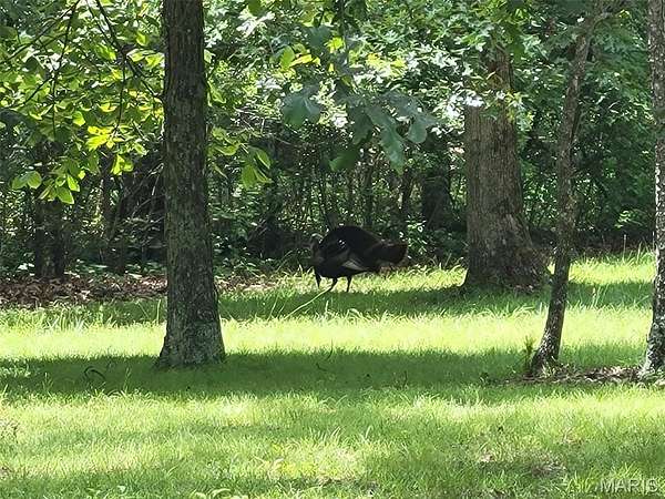 12 Acres of Recreational & Residential Land for Sale in Monroe City, Missouri