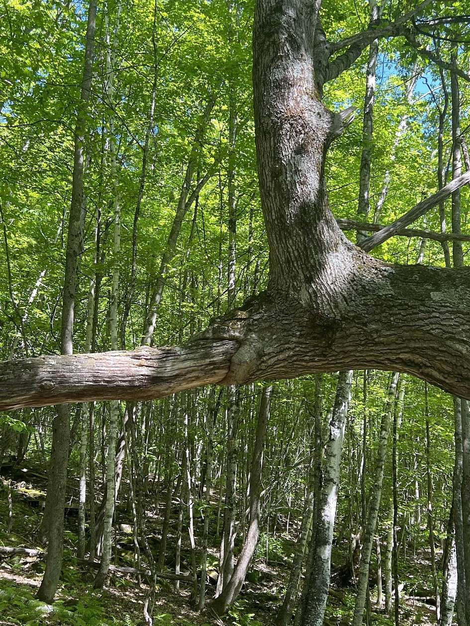 15.4 Acres of Land for Sale in Woodstock, Vermont