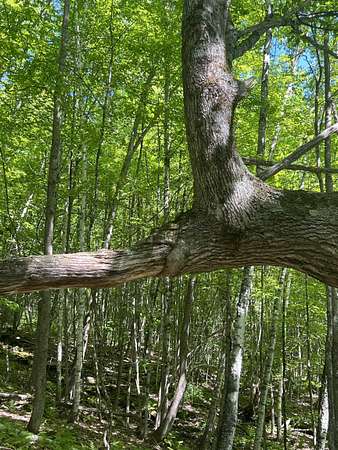 15.4 Acres of Land for Sale in Woodstock, Vermont
