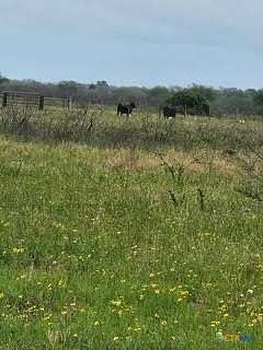 61.5 Acres of Land for Sale in Hallettsville, Texas