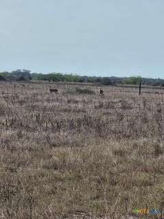 61.5 Acres of Land for Sale in Hallettsville, Texas