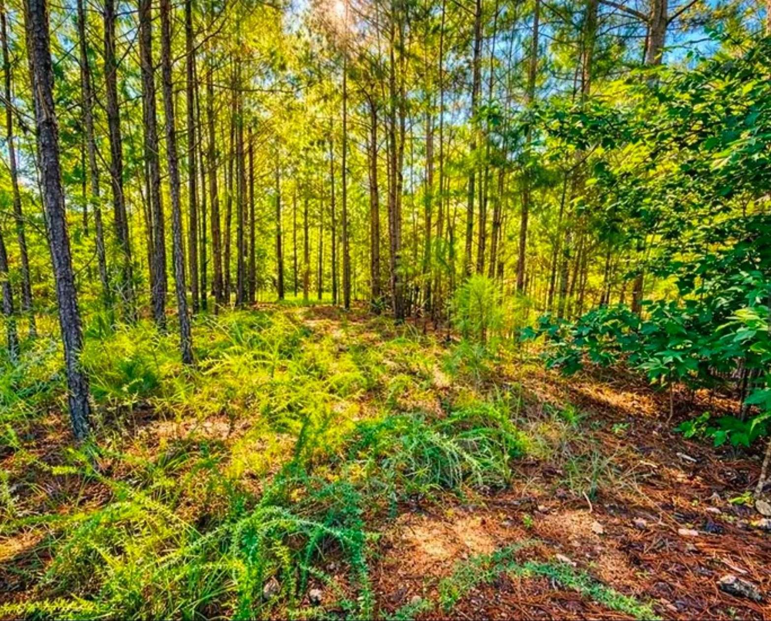 1 Acre of Residential Land for Sale in Hodges, South Carolina