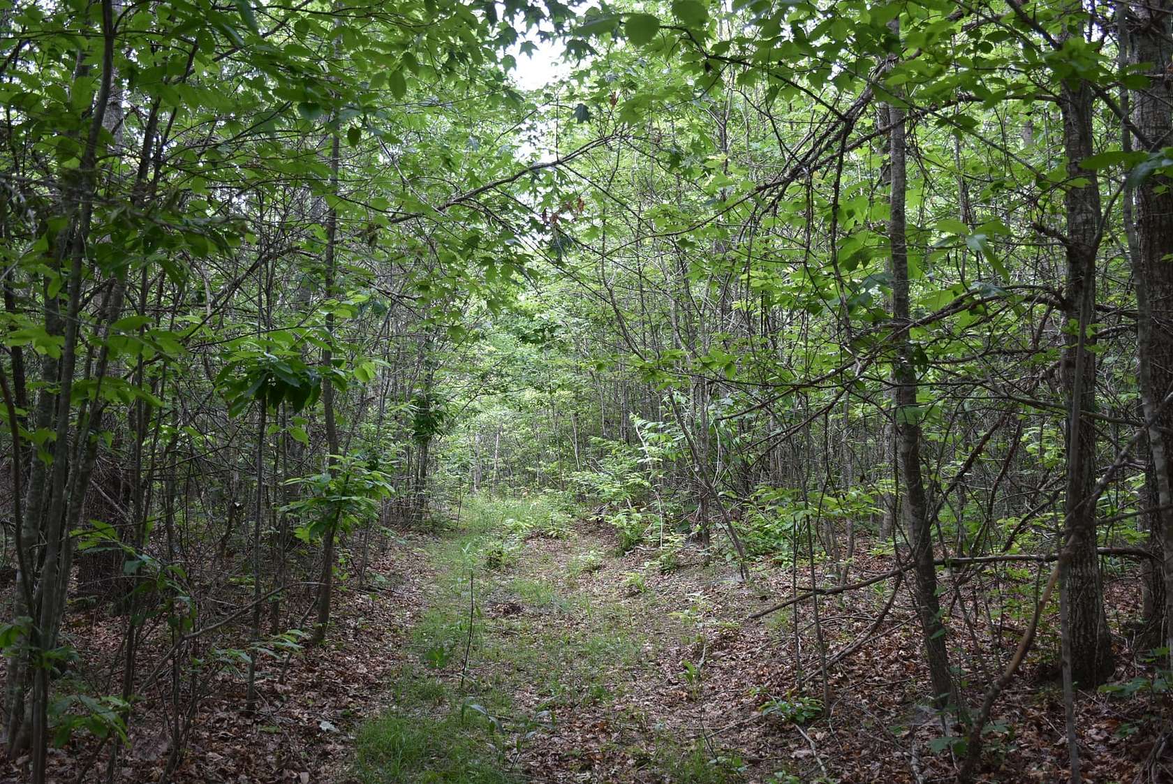 195 Acres of Recreational Land for Sale in Vanceburg, Kentucky