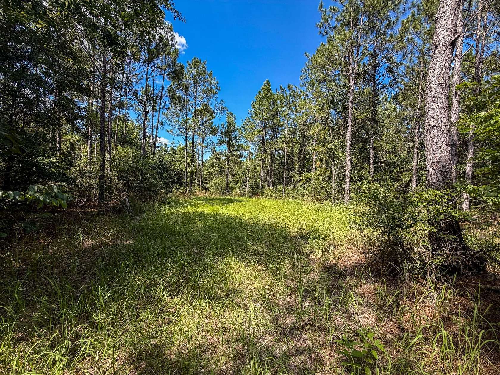 85 Acres of Recreational Land for Sale in Vinegar Bend, Alabama