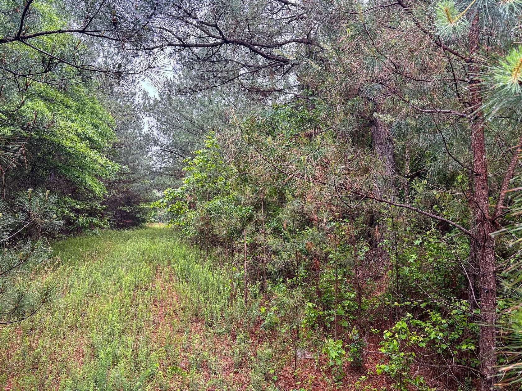 37 Acres of Recreational Land for Sale in Jessieville, Arkansas