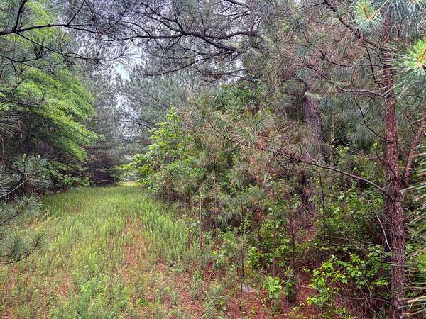 37 Acres of Recreational Land for Sale in Jessieville, Arkansas