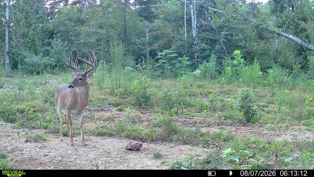 50 Acres of Recreational & Residential Land for Sale in Linden, Tennessee