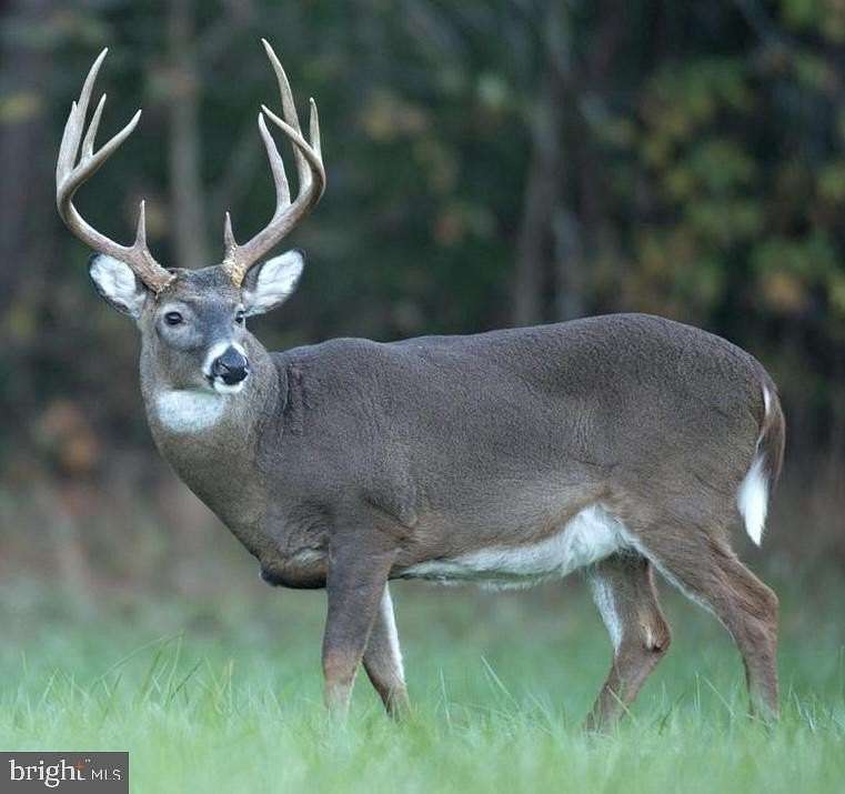 106 Acres of Recreational Land with Home for Sale in Golts, Maryland