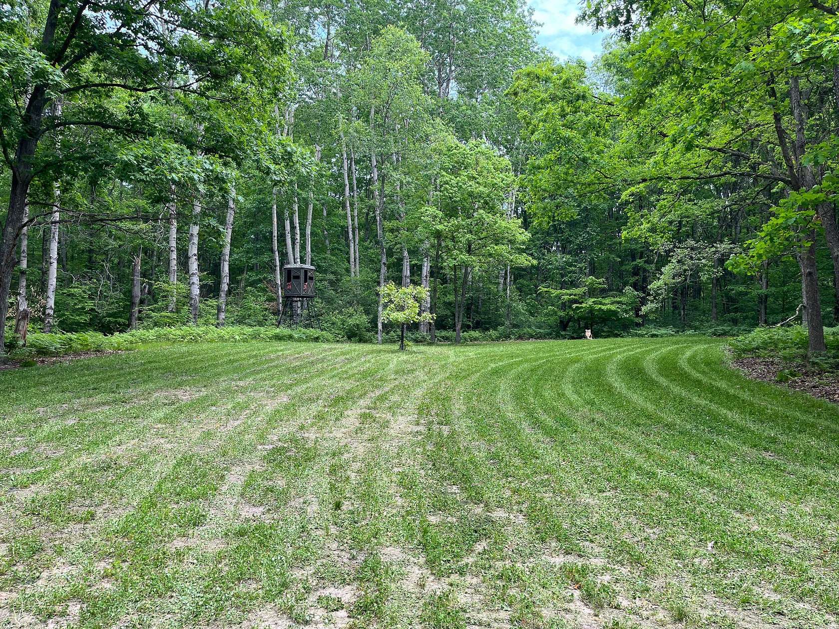 40 Acres of Recreational & Residential Land for Sale in White Cloud, Michigan