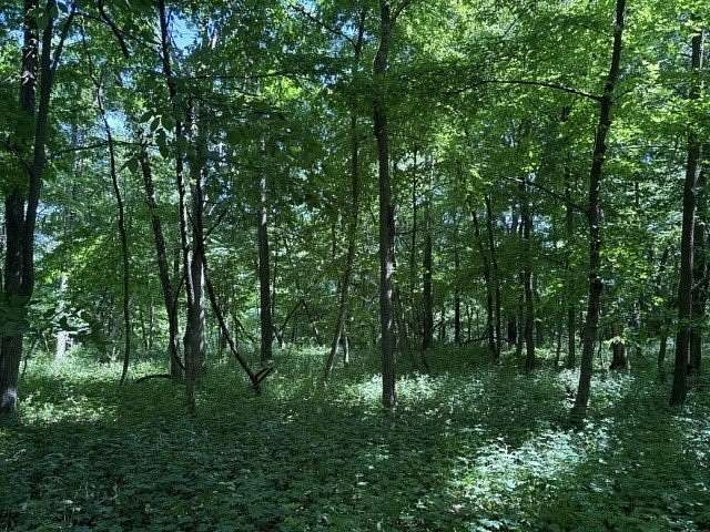 Land for Sale in Putnam, Illinois