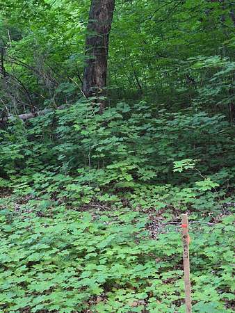 0.69 Acres of Land for Sale in McGregor, Minnesota