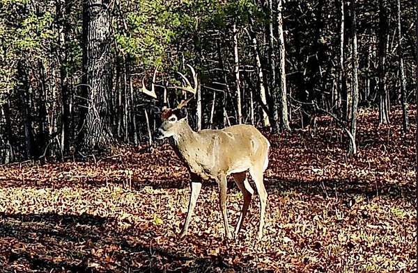 80 Acres of Recreational & Residential Land for Sale in Reeds Spring, Missouri