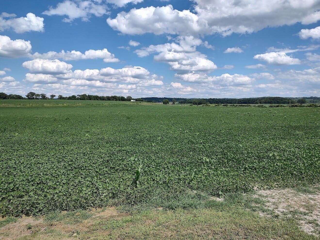 184 Acres of Agricultural Land for Sale in Little Sioux, Iowa
