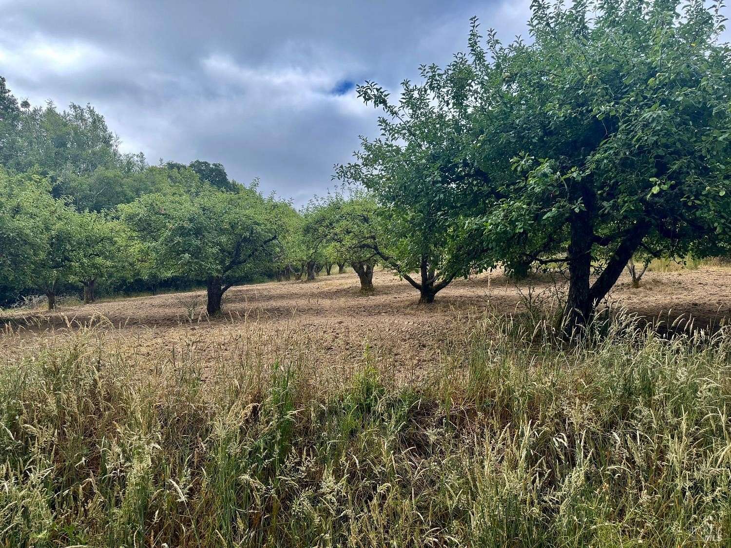 4.67 Acres of Land for Sale in Sebastopol, California