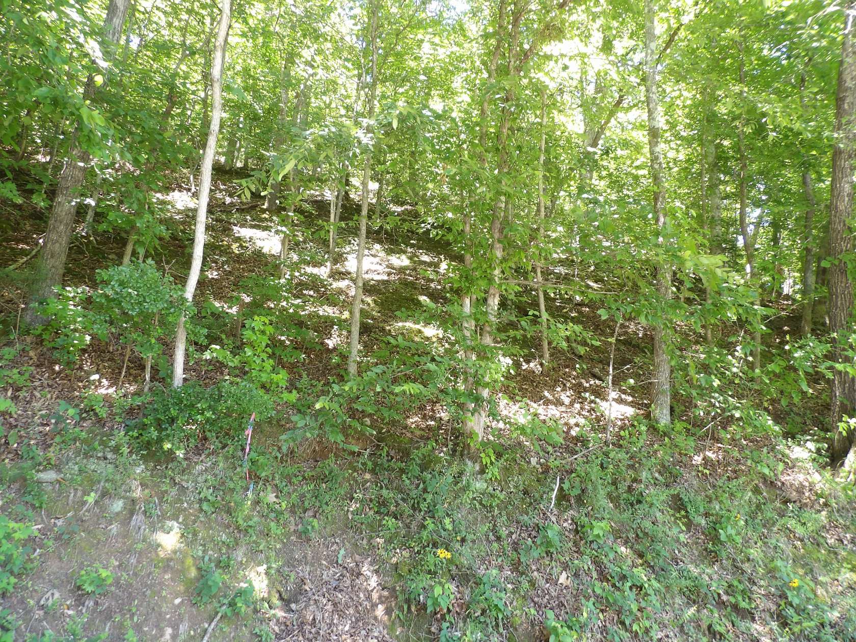 71.6 Acres of Land for Sale in Waverly, Tennessee