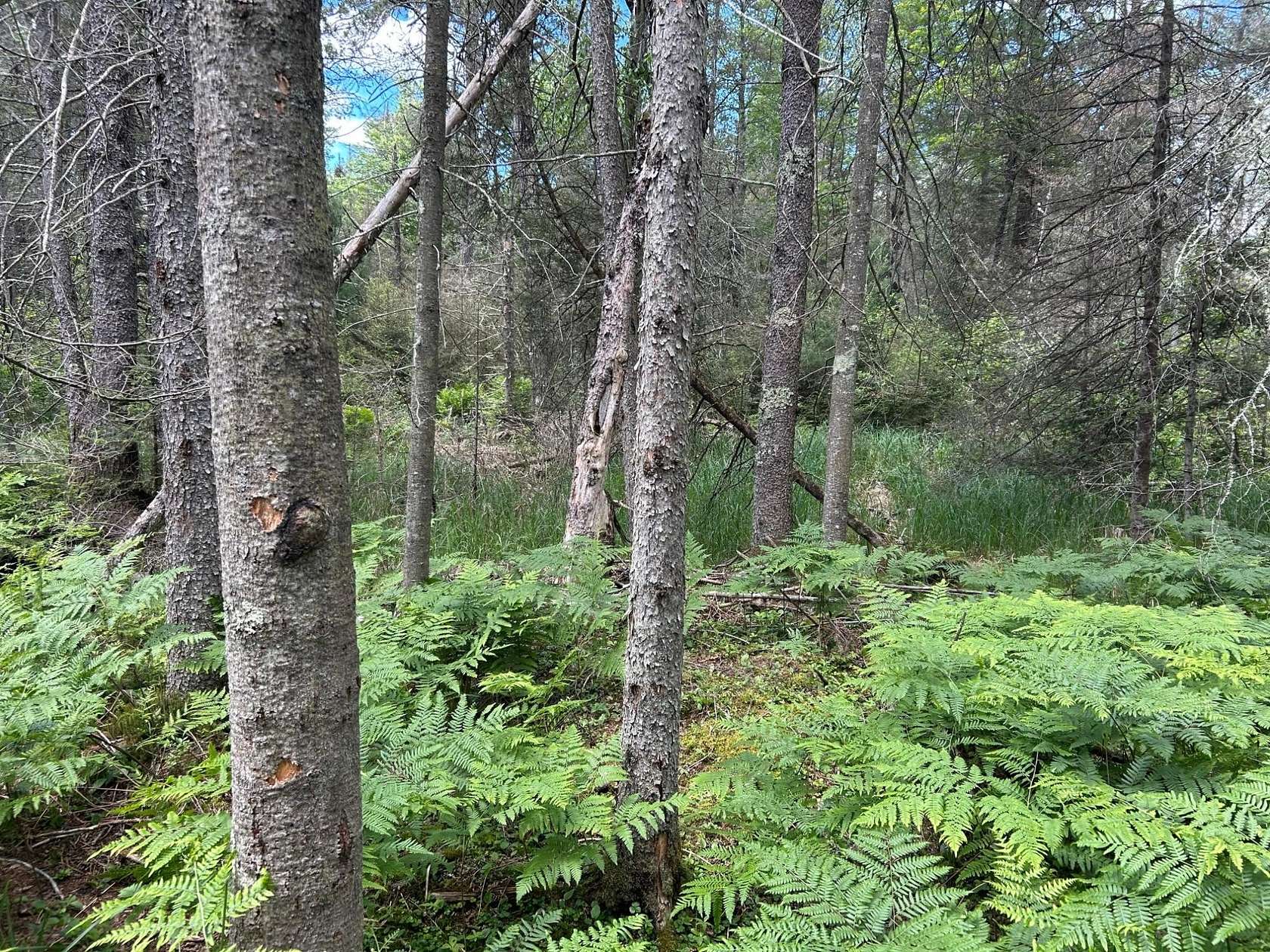 3.13 Acres of Residential Land for Sale in Saint Germain, Wisconsin