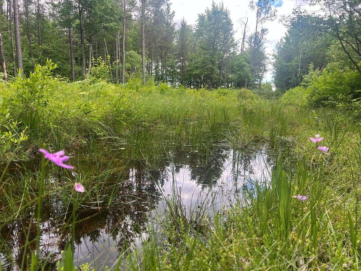 80 Acres of Recreational Land for Sale in Pittsville, Wisconsin