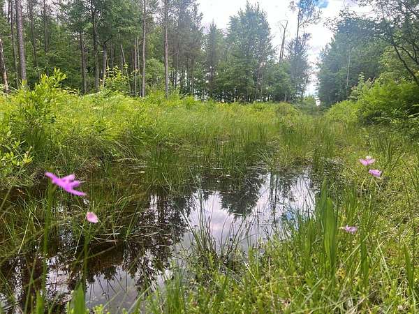 80 Acres of Recreational Land for Sale in Pittsville, Wisconsin