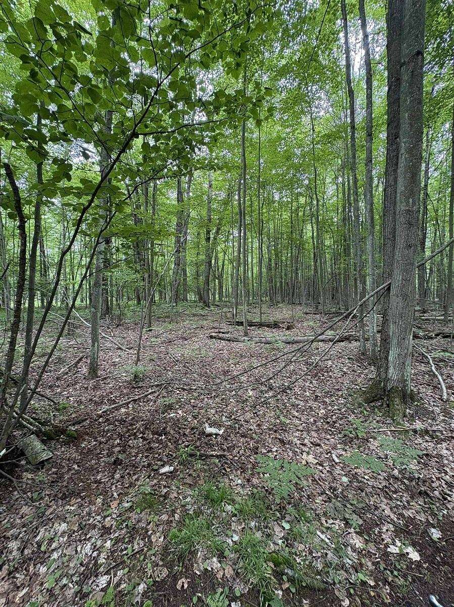 40 Acres of Recreational Land for Sale in Beaverton, Michigan