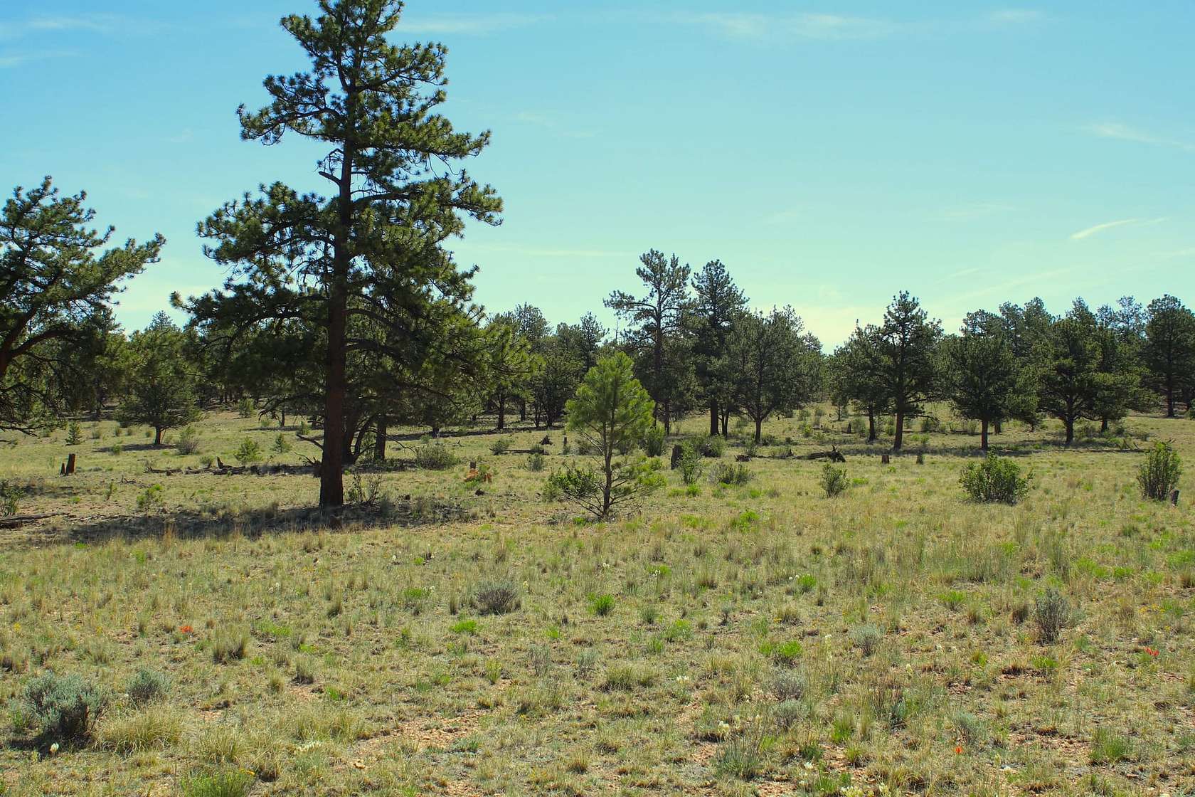 171 Acres of Land for Sale in Hartsel, Colorado