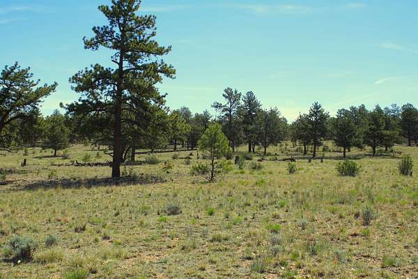 171 Acres of Land for Sale in Hartsel, Colorado