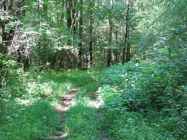 159 Acres of Land for Sale in Waverly, Tennessee