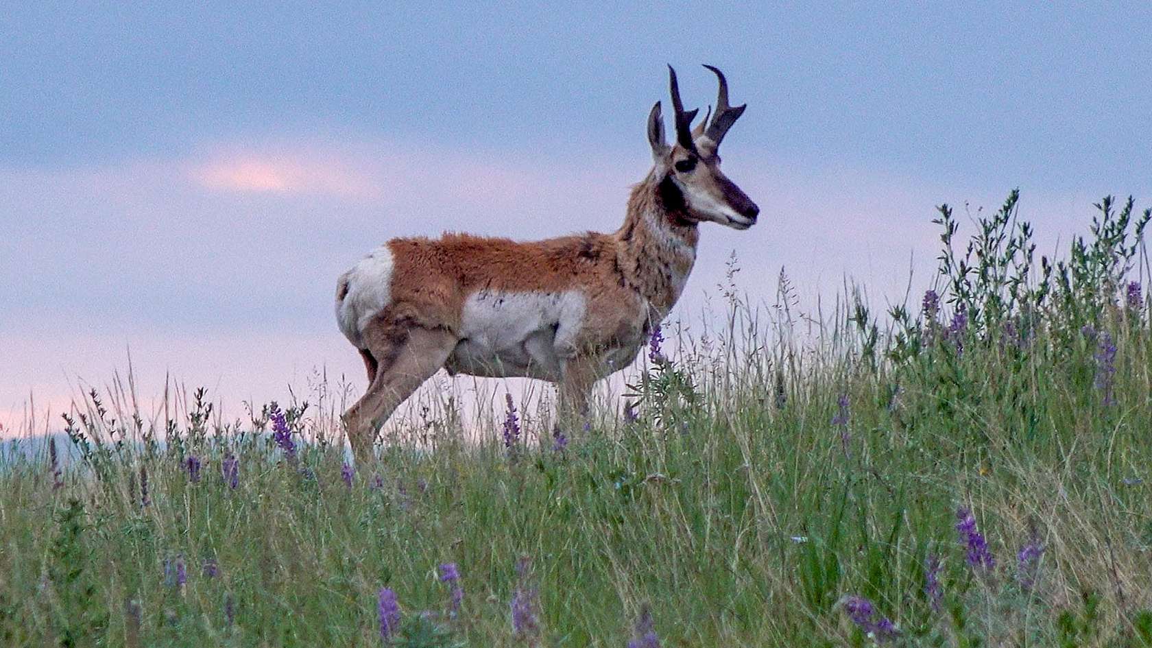 160 Acres of Recreational Land for Sale in Wilsall, Montana