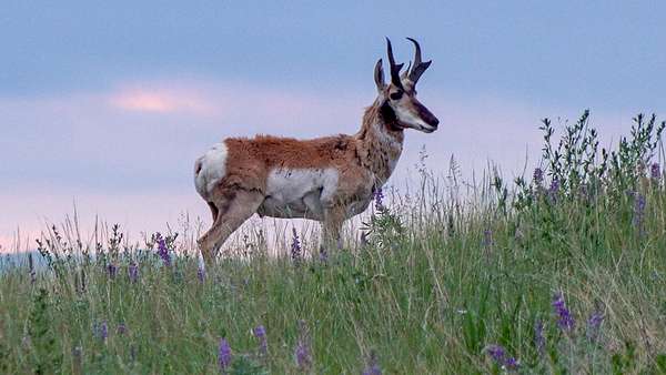 160 Acres of Recreational Land for Sale in Wilsall, Montana