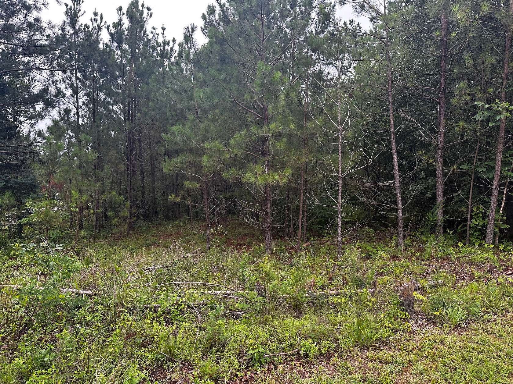15.5 Acres of Land for Sale in Big Rock, Tennessee