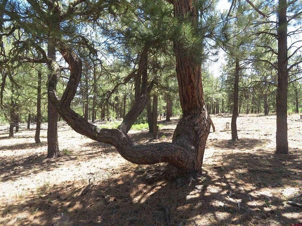 3.52 Acres of Land for Sale in Pagosa Springs, Colorado