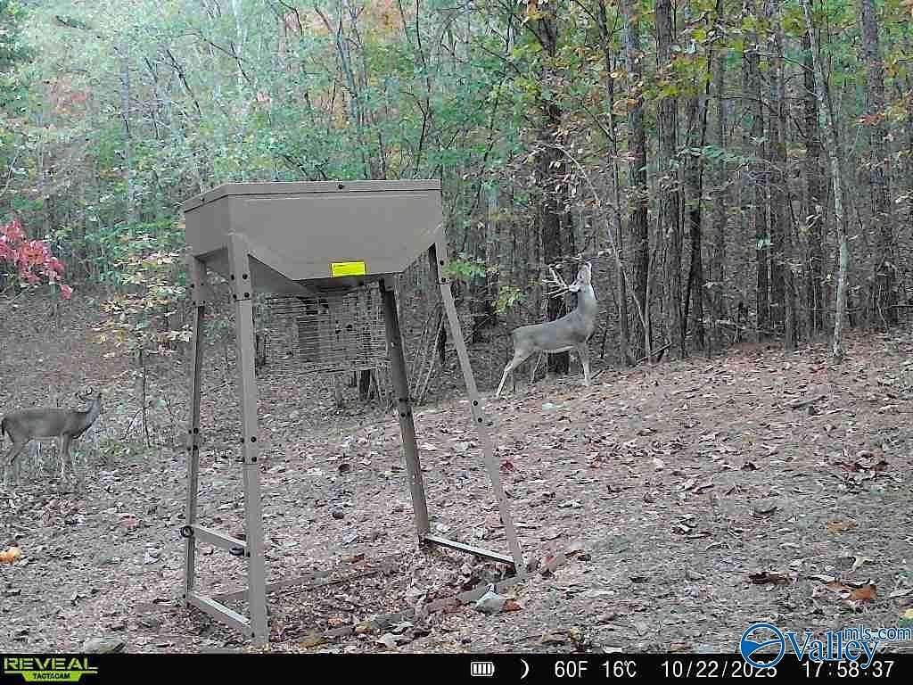 100 Acres of Recreational Land for Sale in Valley Head, Alabama