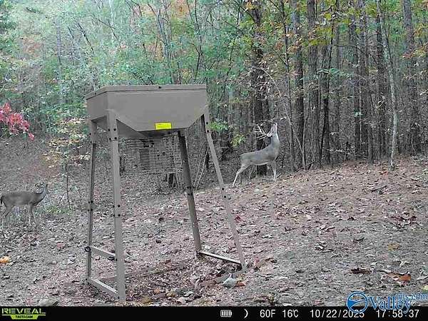 100 Acres of Recreational Land for Sale in Valley Head, Alabama