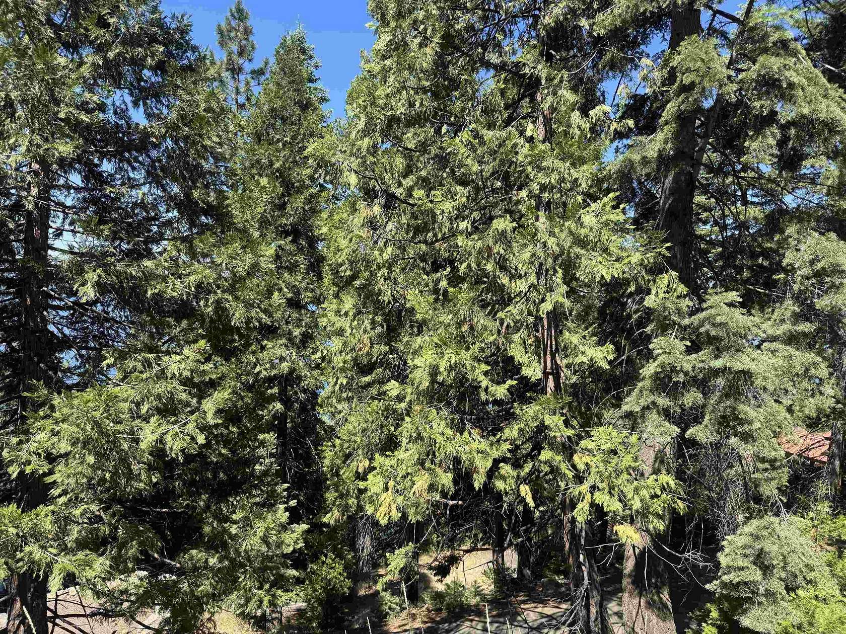 0.49 Acres of Land for Sale in Lake Almanor Country Club, California