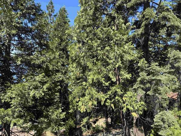 0.49 Acres of Land for Sale in Lake Almanor Country Club, California