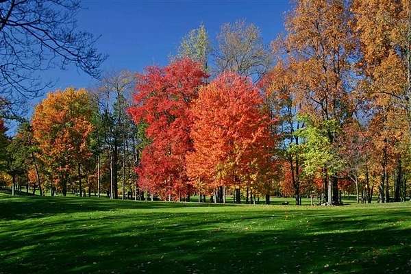 0.5 Acres of Residential Land for Sale in Augusta, Michigan